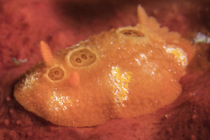 Aldosa sp.