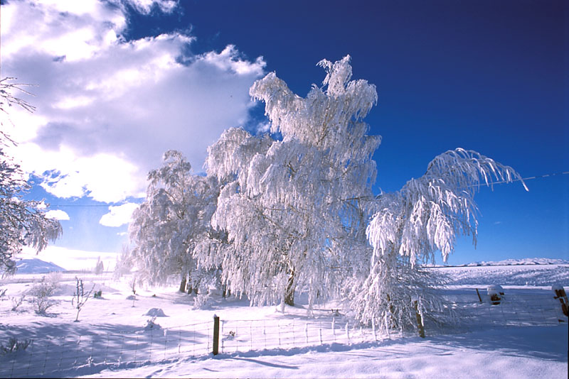pretty snow trees