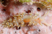 Spurilla macleayi