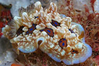Dendrodoris denisoni