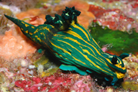 Roboastra luteolineata