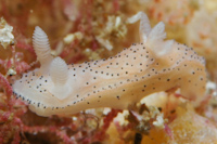 Crimora multidigitalis