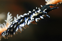 Protaeolidiella juliae