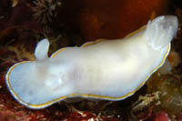 Chromodoris aureomarginata