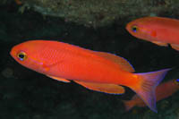 Callanthias australis