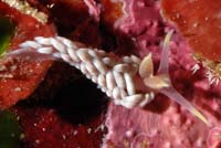Babakina caprinsulensis