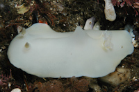 Atagema carinata