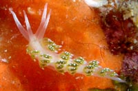 Tularia bractea
