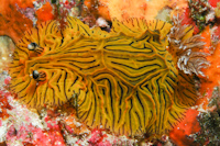 Halgerda willeyi