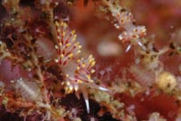 Eubranchus rubeolus