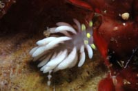 Trinchesia sp.