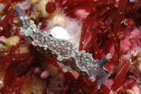 Tritonia flemingi