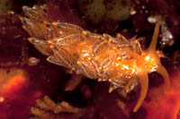 Trinchesia sp.