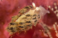 Cuthona scintillans