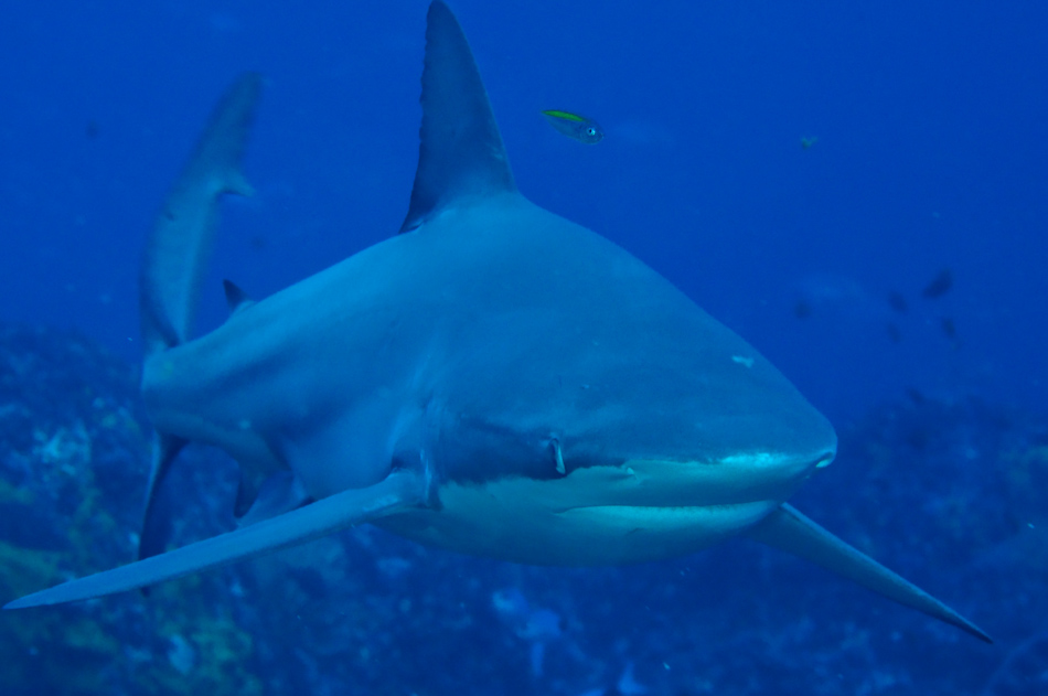 Carcharhinus brachyurus