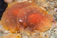 Dendrodoris citrina