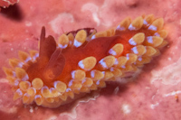 Caldukia rubiginosa