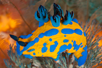 Tambja verconis