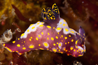 Polycera maddoxi