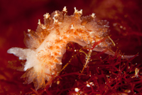 Galeojanolus ioannae