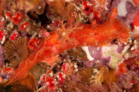 Plocamopherus imperialis