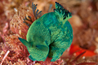 Tambja tenuilineata