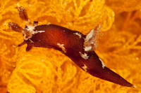 Trapania brunnea