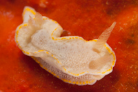 Diaphorodoris sp.