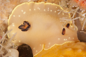 Cadlina flavomaculata