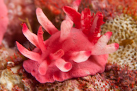 Okenia atkinsonorum