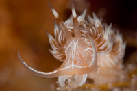 Cratena lineata
