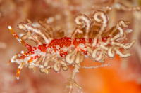 Trinchesia sp.
