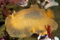 Dendrodoris citrina