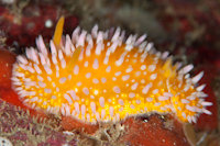 Cadlinella ornatissima