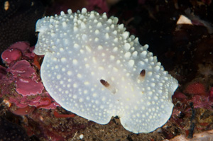 Carminodoris sp.