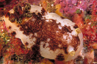 Aphelodoris luctuosa