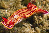 Hypselodoris kaname