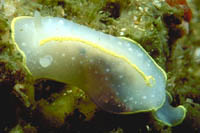Cadlina willani