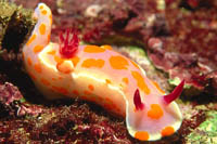 Ceratosoma ameonum