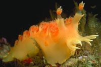 Tritonia incerta