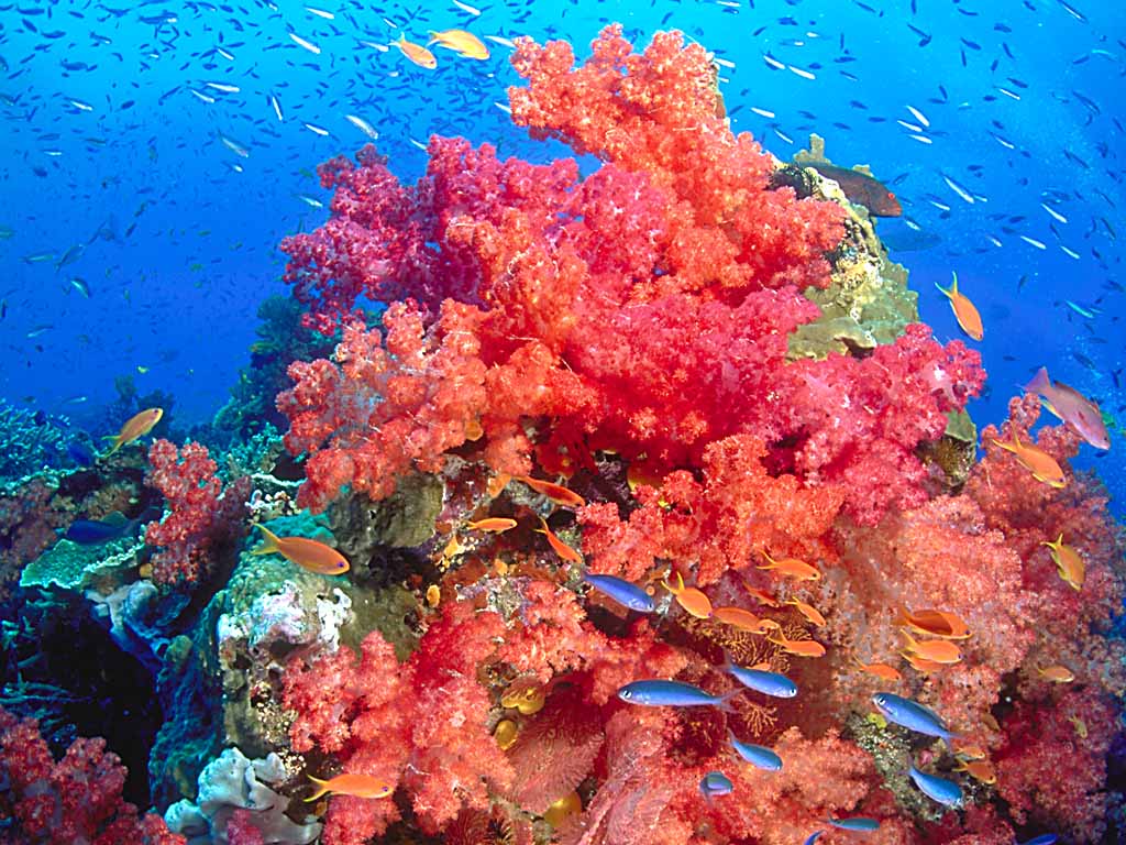 Coral Head, Somosomo Strait, Taveuni, Fiji-free underwater desktop wallpaper