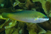 Anampses elegans