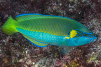 Anampses elegans