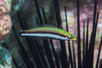 Gomphosus varius