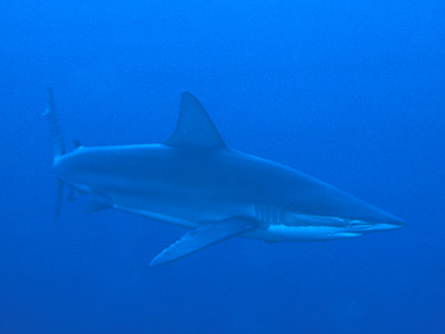 Skip's Underwater Image Gallery > New Zealand Image Gallery 2