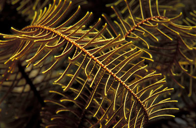 Skip's Underwater Image Gallery > New Zealand Image Gallery 2