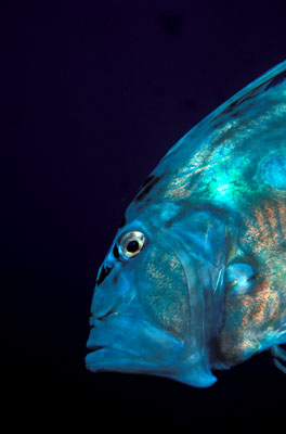 Skip's Underwater Image Gallery > New Zealand Image Gallery 2
