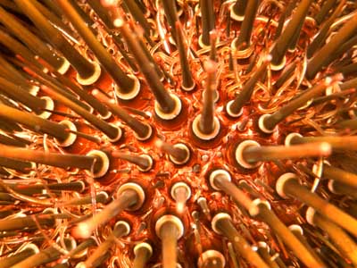 Skip's Underwater Image Gallery > New Zealand Image Gallery 2