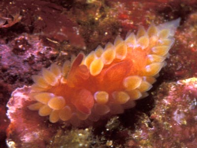 Caldukia rubiginosa