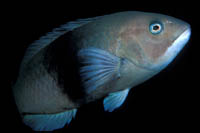 Notolabrus cinctus